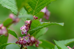 初夏の花木　小さなパープル