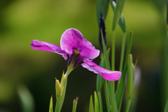 ご容赦のおくちなおしに～花菖蒲のうなじ