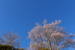 朝空の桜