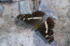 夏型　サカハチチョウ