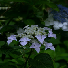 ひっそり木陰の似合う涼しさ