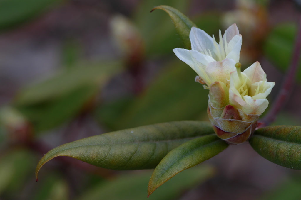 シャクナゲ　”アンキャリー”