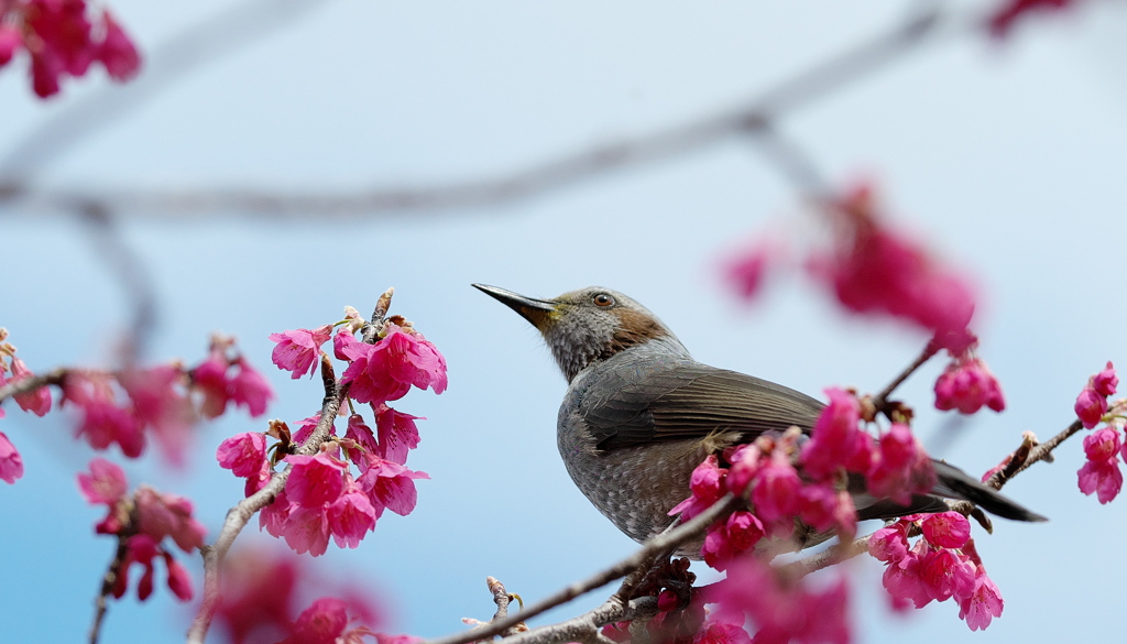 寒緋桜のヒヨドリ