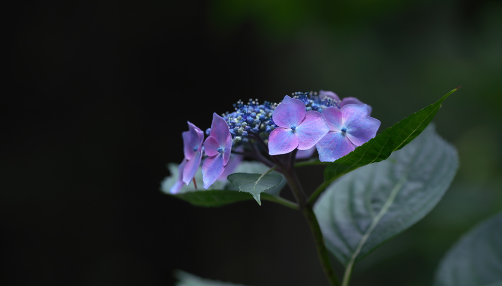 6月、木陰のあじさい