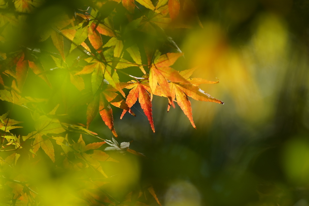 紅葉始まる