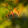 紅葉始まる