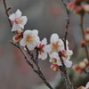 初梅-白