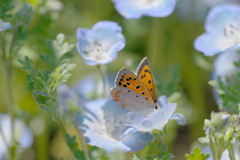 シジミの花園