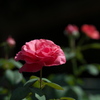 9月の薔薇