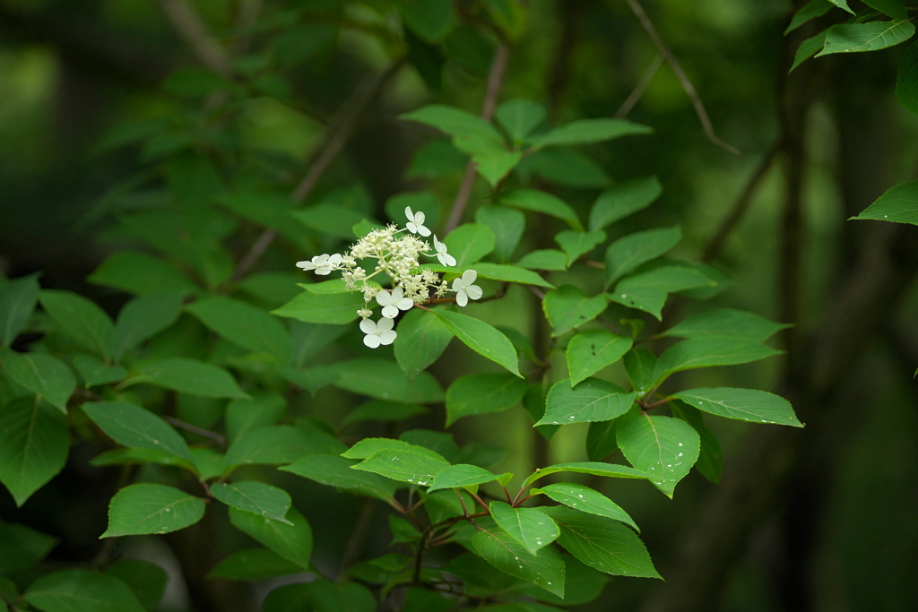ノリウツギの花