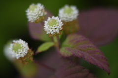 小さなリッピア