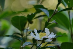 木蔭の山茶花