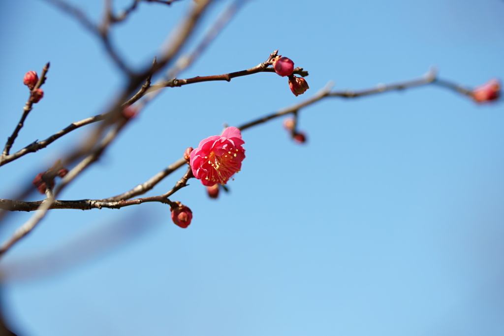 早咲きの紅一輪