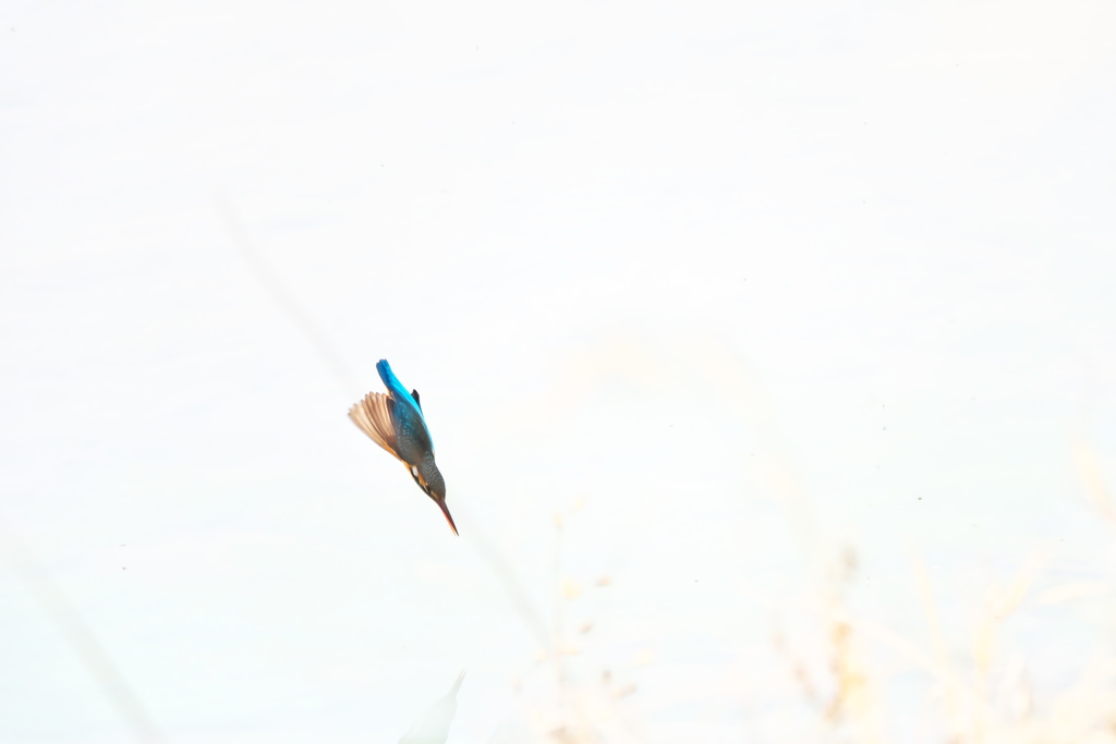 カワセミ突撃隊