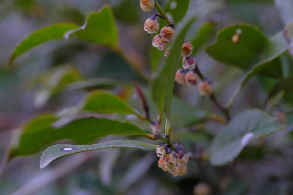 ひっそりと咲く