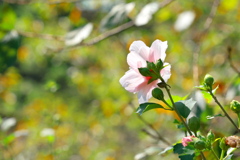 ゆく夏を惜しむ