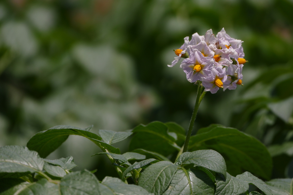 名をリコと申します（２）