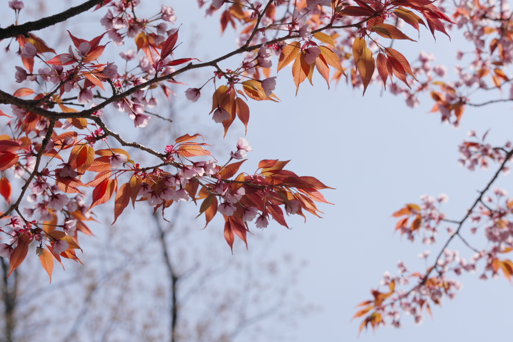 山の桜葉