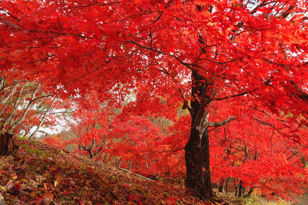 小さな紅葉ドーム