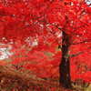 小さな紅葉ドーム