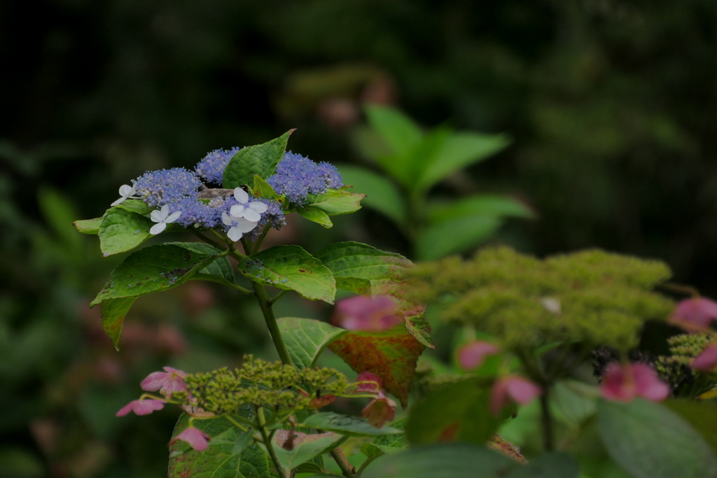 秋色紫陽花