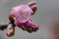 葵桜　早春の小雨（1）