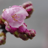 葵桜　早春の小雨（1）