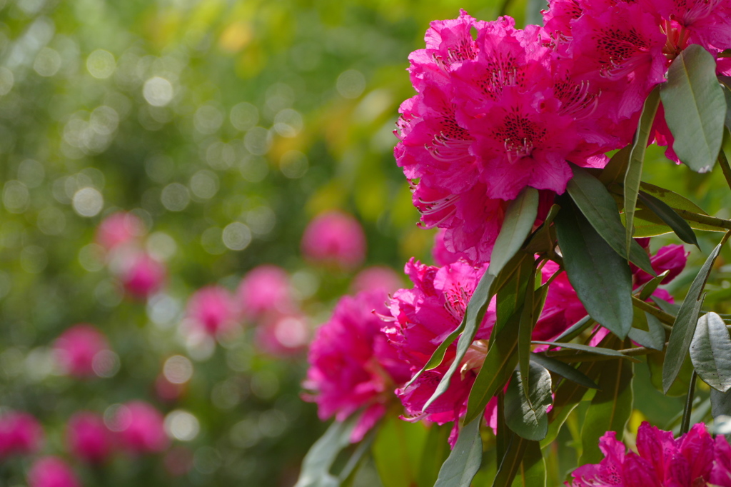 濃い桃のシャクナゲ