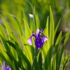 カキツバタ