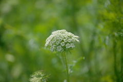 こちら野菜畑の｡｡｡