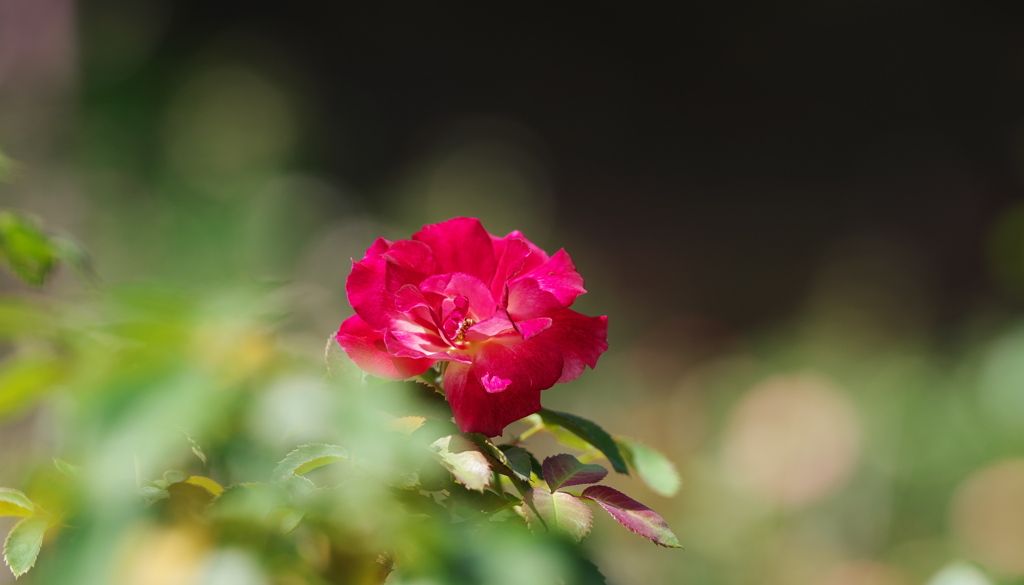 9月の薔薇