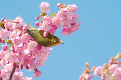 河津のサクジロー