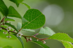 初夏の花木　小さなピンク