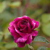 赤い薔薇