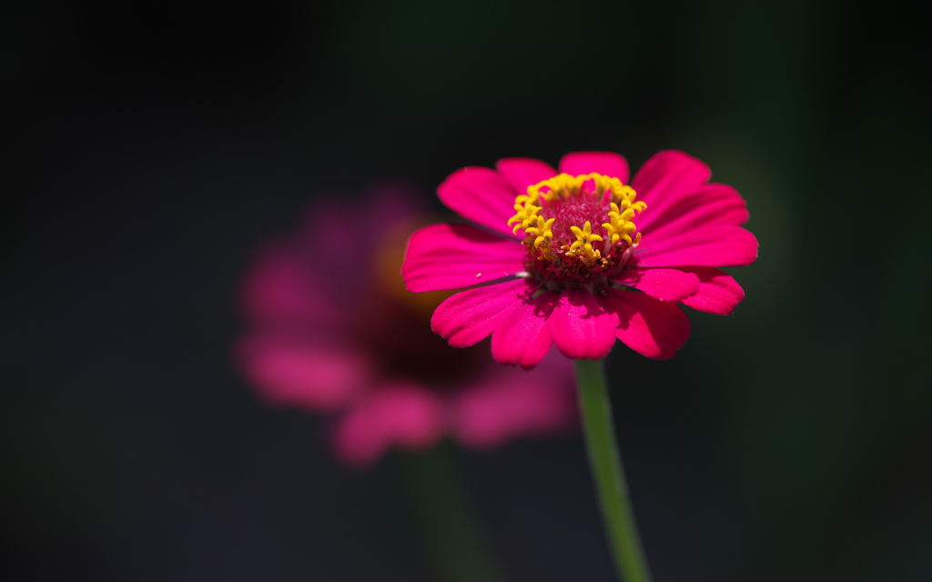 蕊のティアラ 幸せの花