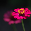 蕊のティアラ 幸せの花
