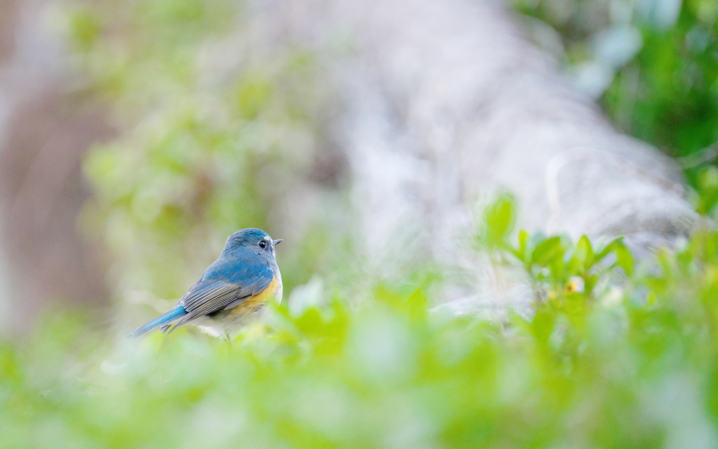 青い鳥