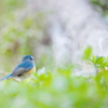 青い鳥