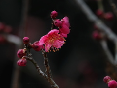 紅梅｡｡｡赤く