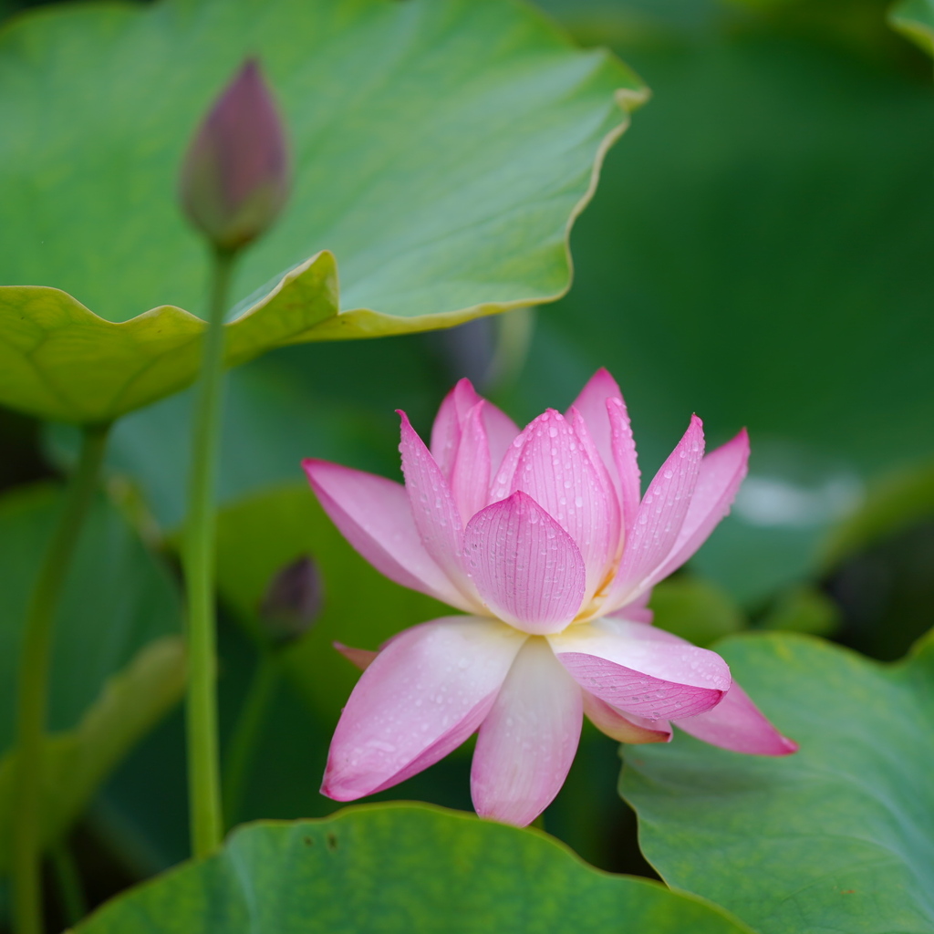 ハスの花