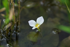 水草白花 (3)