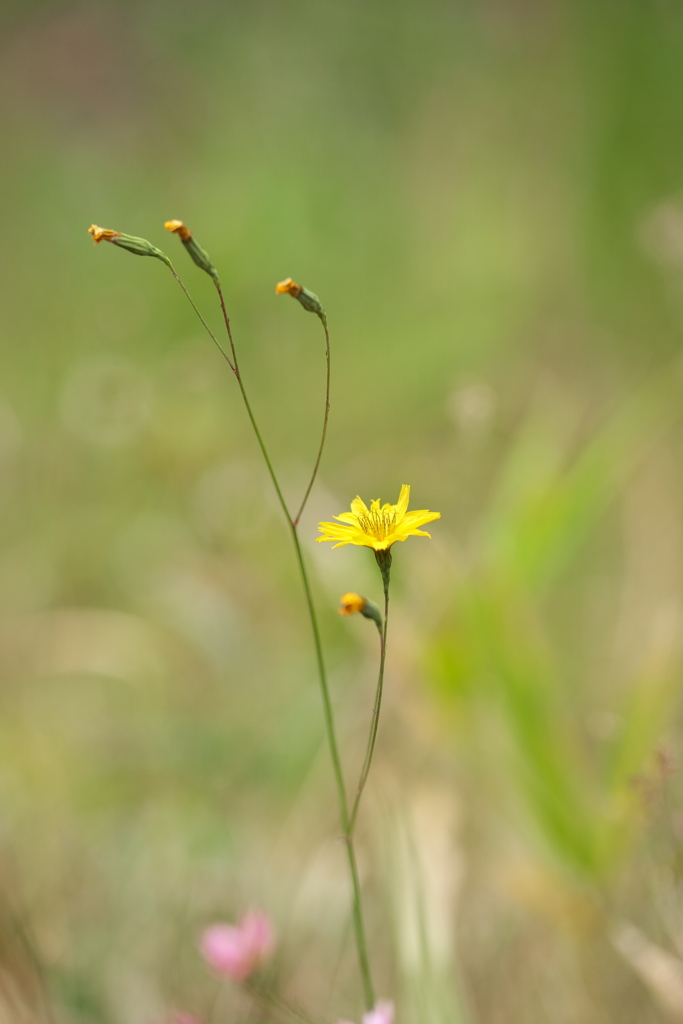 湿原の花