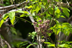 アケビの花