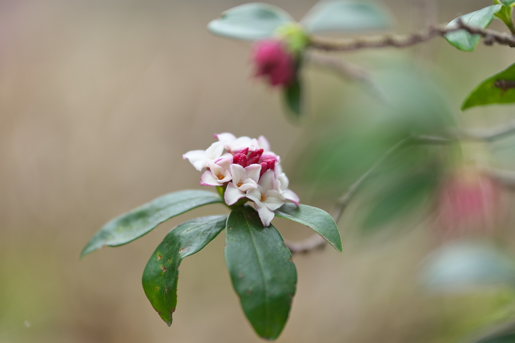 春、沈丁花