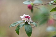 春、沈丁花