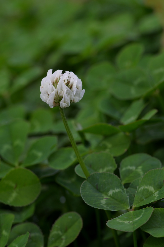 初冬のしろつめ草