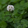 初冬のしろつめ草