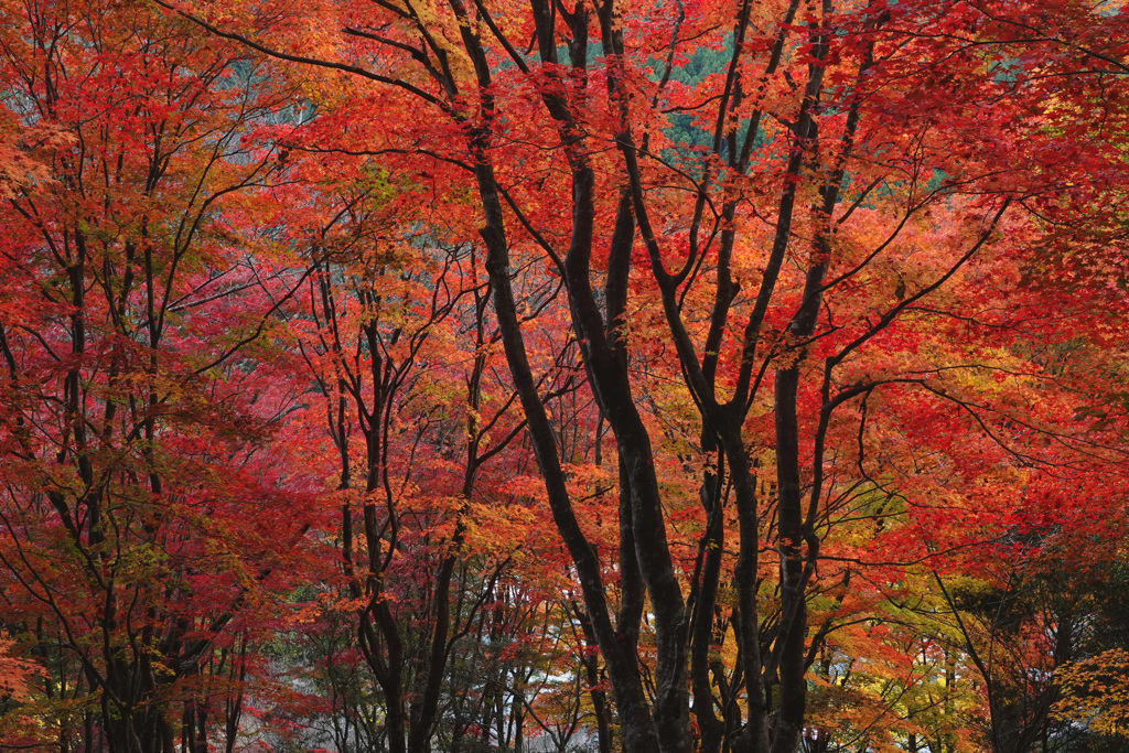 紅葉