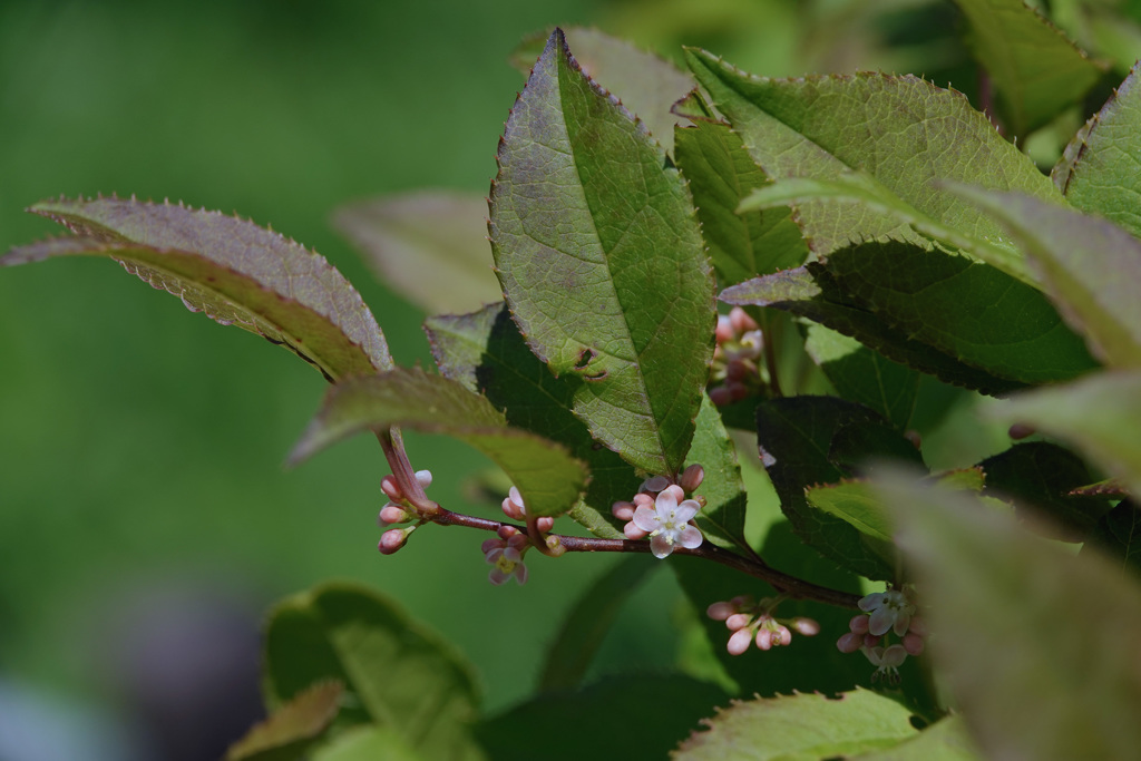ウメモドキ　かな？