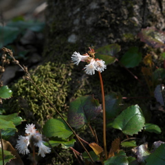 春山の花